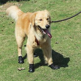 Chaussures réfléchissantes pour chien, chaussettes, bottes d'hiver pour chien, vêtements de pluie, antidérapantes, résistantes à l'usure, pour chiens de taille moyenne et grande, 2240R