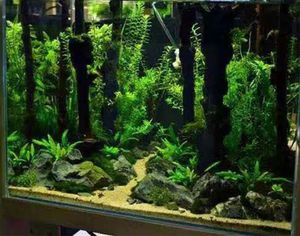 Décoration d'aquarium de reptiles Branche de forêt naturelle avec écorce d'arbre Terrarium Ornement d'aquarium en bois Taille et forme variables