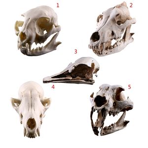 Résine Artisanat Animal Crâne Modèle Chien Chat Souris Crâne Enseignement Squelette Modèle Creative Maison Ornements Halloween Décoration 210811