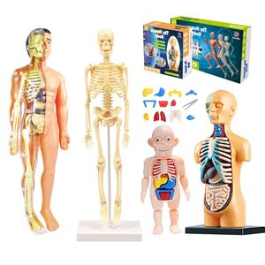 Wetenschap Ontdekking 3D Menselijk Lichaam Torso Model Educatief Assemblage Leren DIY Speelgoed Orgel Leermiddelen Vroeg Speelgoed Voor Kinderen 231201