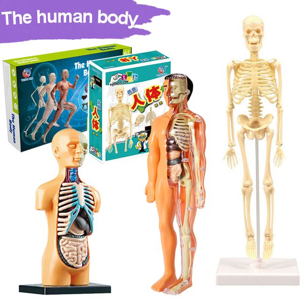 Science Discovery 3d Modèle de torse du corps humain pour enfant Modèle d'anatomie Squelette Vapeur Jeu Assemblage d'organes DIY Apprentissage éducatif Jouet Outil d'enseignement 230227