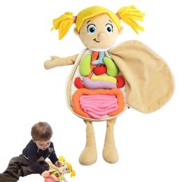 Découverte scientifique 3D orgue en peluche Structure du corps Puzzle poupée douce en peluche physiologique éducatif pour les enfants enseignement à l'école à domicile 231207