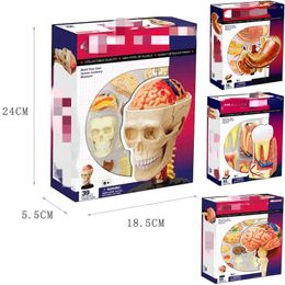 Science Discovery 4D Master Puzzle Human Hody Órgano Modelo anatómico Ensamblaje de juguetes Modelo de enseñanza Juguetes educativos biológicos 230227