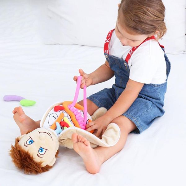 Science Discovery Modelo de cuerpo humano Anatomía Muñeca Muñeca suave Juguete Anatómico Órganos internos Conciencia Aprender Educación temprana Juguete para preescolar 230227