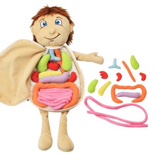 Wetenschap Ontdekking Kid 3D Puzzel Menselijk Lichaamsmodel Anatomie Knuffel Montessori Leerorgel DIY Gemonteerd Voorschoolse Leermiddel 231128