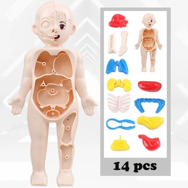 Science Discovery Kid Montessori Rompecabezas 3D Modelo de anatomía del cuerpo humano Órgano de aprendizaje educativo Juguete ensamblado Herramienta de enseñanza para niños 231027