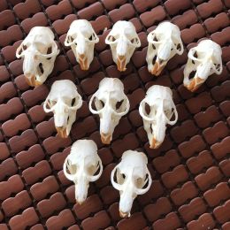 Sculpturen 1 stks, 3 stks, 5 stks, 10 stks Ondatra zibethicus Muskusrat schedel real bone skelet biologie taxidermie