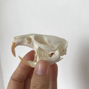 Sculptures 1 pièces Ondatra zibethicus crâne de rat musqué squelette biologie taxidermie spécimen d'animal étude Collection décoration d'os de noël