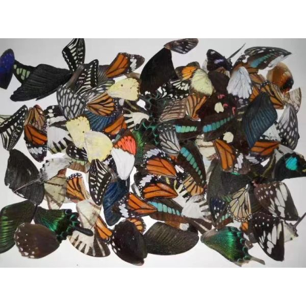 Sculptures 50 / 100pcs Spécimens réels Butfly Ailes bricolage Accessoires faits à la main