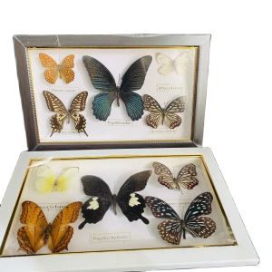 Sculptures belles papillons spécimen de peinture décorative collection / cadre photo papillon décoration décoration de mariage décoration