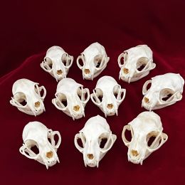 Sculptures Collection exquise de réel crâne d'os, os d'animaux pour artisanat, décoration intérieure, étude de collection de spécimens, cadeaux spéciaux 3 '