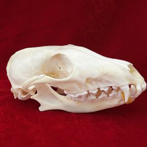 Sculpturen echte taxidermie Fox Skull, dierlijke botten echt voor ambacht, schedel decoratie voor thuis, specimen collectibles studie, speciale geschenken