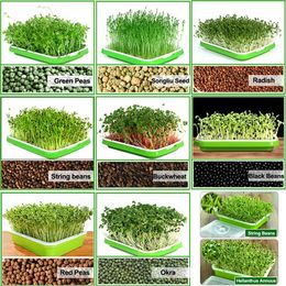 Sprouter Gene Sprouter Bay BPA Free PP Soi-Soi Big Capacité Santé de blé avec couverture Plate de semis Sprout Plate hydroponique
