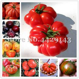 Samen 100 Stück / Beutel Seltene Beefsteak-Tomaten-Samen, DIY nahrhafte Gemüsesamen-Pflanzen für mehrjährige Pflanzen im Hausgarten