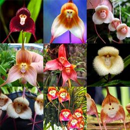 Graines 100 Pcs Rare Malaisie Singe Visage Fleur Graine Bonsaï DIY Maison Jardin Plantes Pot Bonsaï Fleurs Flores Orchidée Variétés Multiples