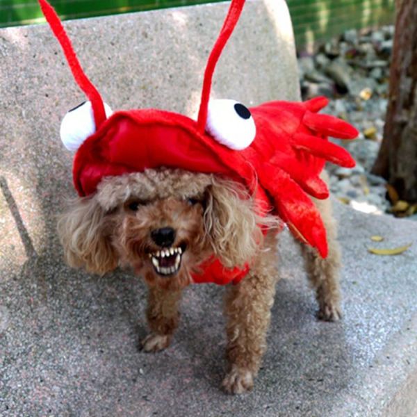 Sets winter chien vêtements halloween homard costume chat cosplay cosplay cosplay cospui