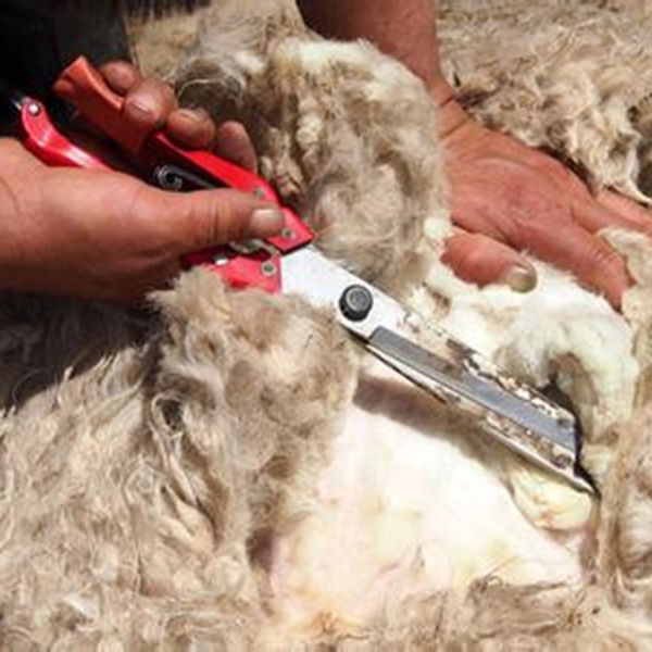 Clippers de mouton Cutter Cutter Shears Ciseaux de chèvre Cisseurs Spring Ciseaux Pet Coup Toire Laine Clipper Sheep Machines de cisaillement