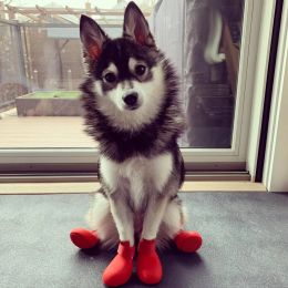 Chaussures solides 4color Rubber Dog Boots Rain