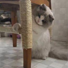 Sisal shope gato árbol de gato rayado poste juguete gato marco de trepaporas de reemplazo de la cuerda patas de enlace para atar la garra del gato