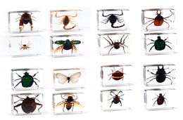 Espécimen de insectos escorpión de mariposa de araña en muestra de resina transparente en espécimen 6455749