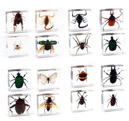 Spécimen d'insecte scorpion papillon araignée en résine transparente, presse-papier, spécimen 6250488