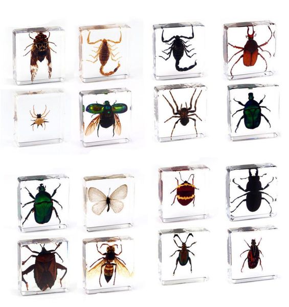 Spécimen d'insecte scorpion papillon araignée en résine transparente, presse-papier, spécimen 5884250