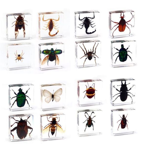Spécimen d'insecte scorpion papillon araignée en résine transparente, presse-papier, spécimen 8424884