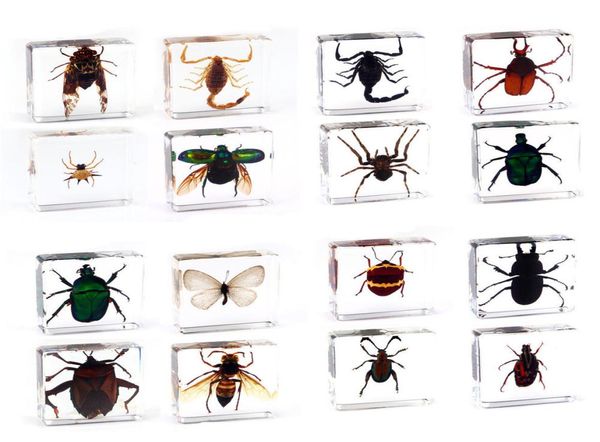 Spécimen d'insecte scorpion papillon araignée en résine transparente, presse-papier, spécimen 6775712
