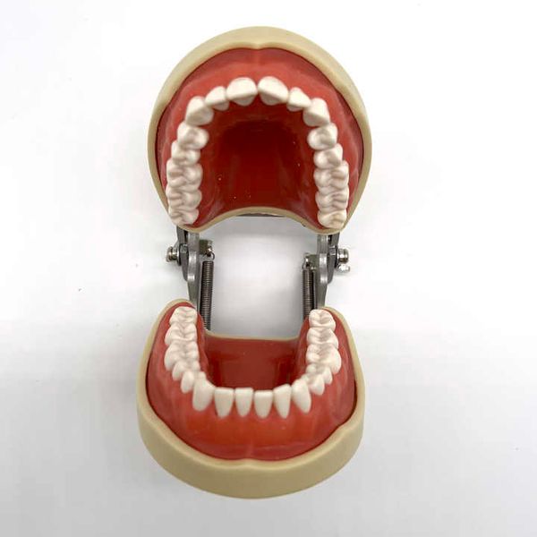 Modèle de dents dentaires Standard, modèle de Typodont dentaire avec 32 dents amovibles pour l'enseignement