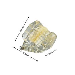 Modèle de dent transparent standard pour la formation en pratique des étudiants dentiste pour étudier le modèle d'enseignement dentaire médical oral