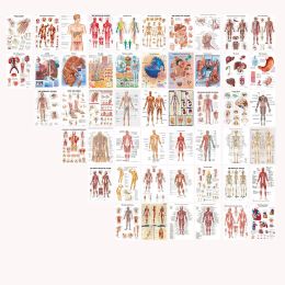 Pegatinas 50pcs postales del sistema de anatomía humana kit de collage de fotos fotos anatómicas imágenes de la oficina del cuerpo humano para la oficina de educación decoración
