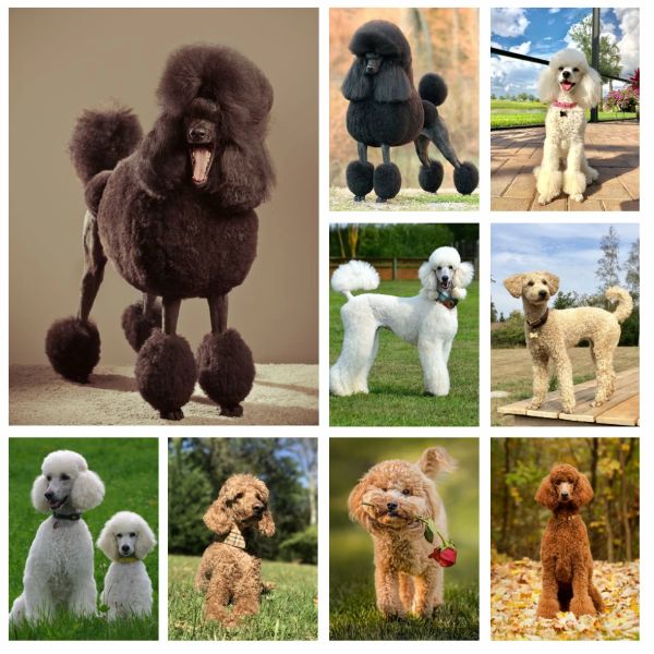 Stitch 5d Pet Dog Poodle Diamond Rignestones Peinture Animal Art Mur