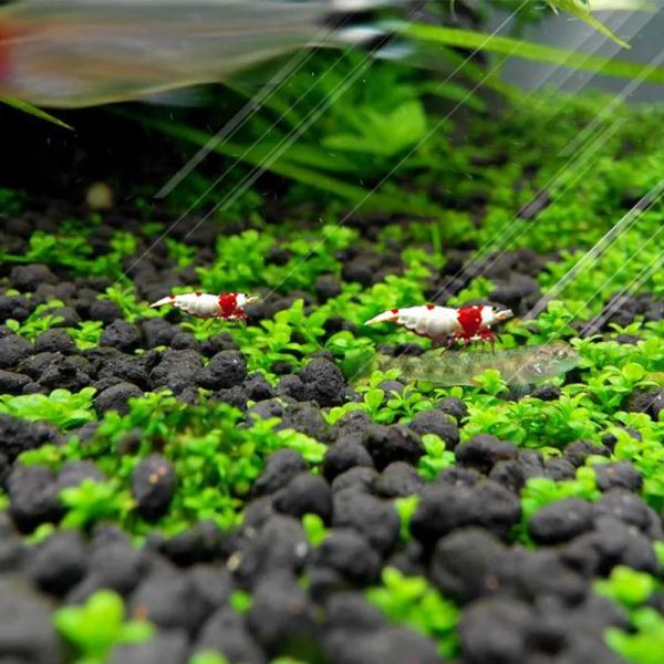 Substrat Eau Plante Racine Engrais Sable Engrais Aquarium Kies Aquarium Sol Pierre Substrat Gravilla Fish Tank Sol Eau Mousse Herbe