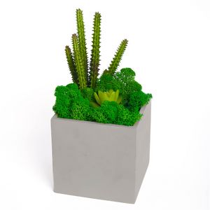 Planteur de bonsaï succulent de Moss Square