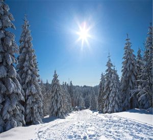 Ciel Bleu Ensoleillé Décors D'hiver Pour La Photographie Épais Blanc Couvert De Neige Pins Piste De Ski Vacances De Noël Enfants Photo Booth Fond
