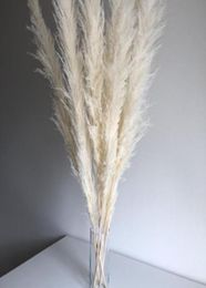 Super Pampas Grass Blanc 7 tête coton Coton pas cher Décoration Sécorat Rabbits de fleurs séchées Grass4998156