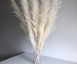 Super Pampas Grass Blanc 7 tête coton Coton pas cher Décoration de maison séchée lapins de fleur tail 5328136