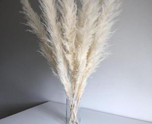Super herbe des Pampas blanche, 7 têtes en coton, décoration de maison bon marché, fleurs séchées, queue de lapin, Grass5262504
