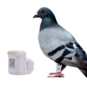 Anneau de Pigeon de positionnement Gps blanc, localisateur de suivi en temps réel pour animaux de compagnie, clôture électronique pour animaux, anneau de cheville électronique anti-perte