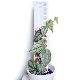 Soutient 3 pcs en plastique en plastique Pole intérieure Plant d'escalade Plant plante Plante en pot Stand de jardin accessoires