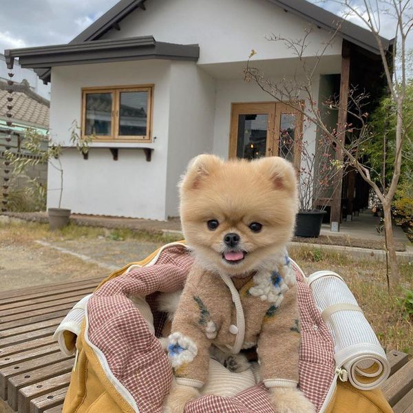 Suéteres Ins hot coreano otoño e invierno cálido cordero lana flor chaleco chaqueta perro suéter mascota ropa caliente