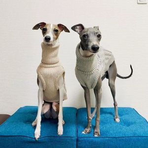 Prilleurs pull à col roulé pour Greyhound, Whippet, Galgo, Saluki, Lurcher, Greyhound italien, Dog Soft Flover Cavar