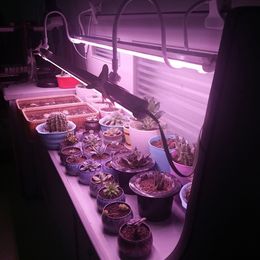 T8 LED GROW LICHT INDER KROOP Lichten voor medicinale planten Vegbloem in kas tentplant, vervangen 1000W HPS Light Usastar