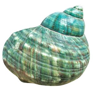 Tapices 10 cm verde turbo natural raro real concha de mar caracola impresionante decoración curativa océano 1 unids