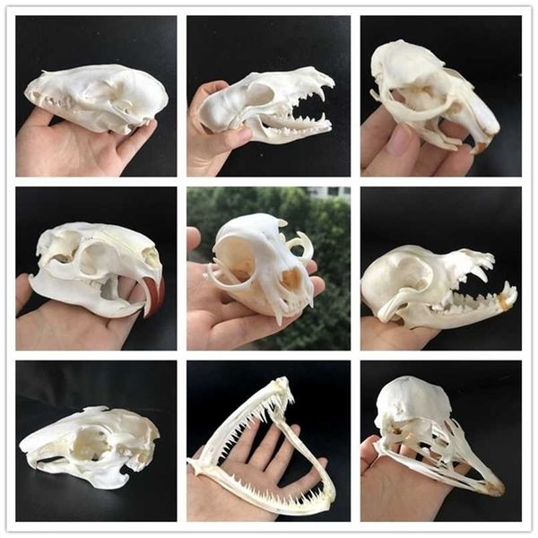 Taxidermie véritable crâne de rat musqué, crâne de ragondin, crâne, crâne d'autruche, crâne de vison, spécimen d'animal, étude d'objets de collection 211108