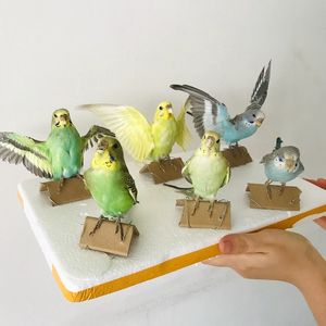 Taxidermie farce spécimen de perroquet eurasien enseignement/décoration 210318