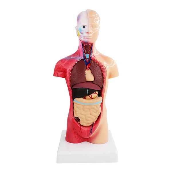 Juguetes de enseñanza Modelo de cuerpo de torso humano con cable Anatomía Anatómica Órganos internos médicos Bazo pulmón riñón hígado y corazón; estoma275f