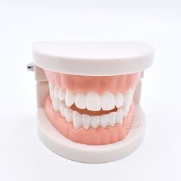 Modèles de dents Mode de dentaire Labe Enseigner le modèle de dentiste de dentiste modèle pour l'enseignement du matériel de dentisterie