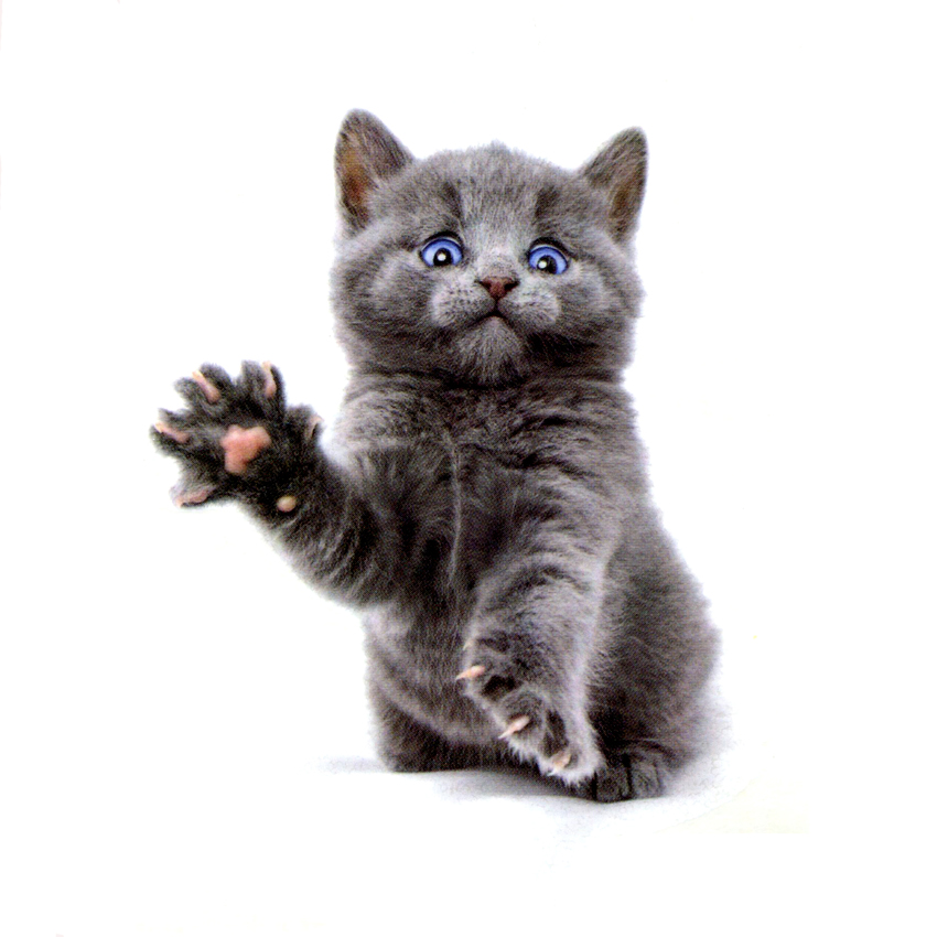 파란 눈의 귀여운 고양이 방수 임시 문신 스티커 바디 아트 미술 뷰티 동물 문신 소매 임시 tatoo
