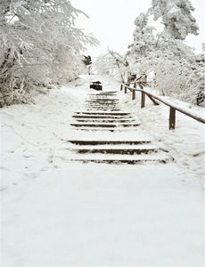 Escaliers couverts de neige épaisse, arbres, arrière-plans d'hiver pour photographie en plein air, séance photo panoramique, papier peint pour enfants, arrière-plans de stand de Studio pour enfants